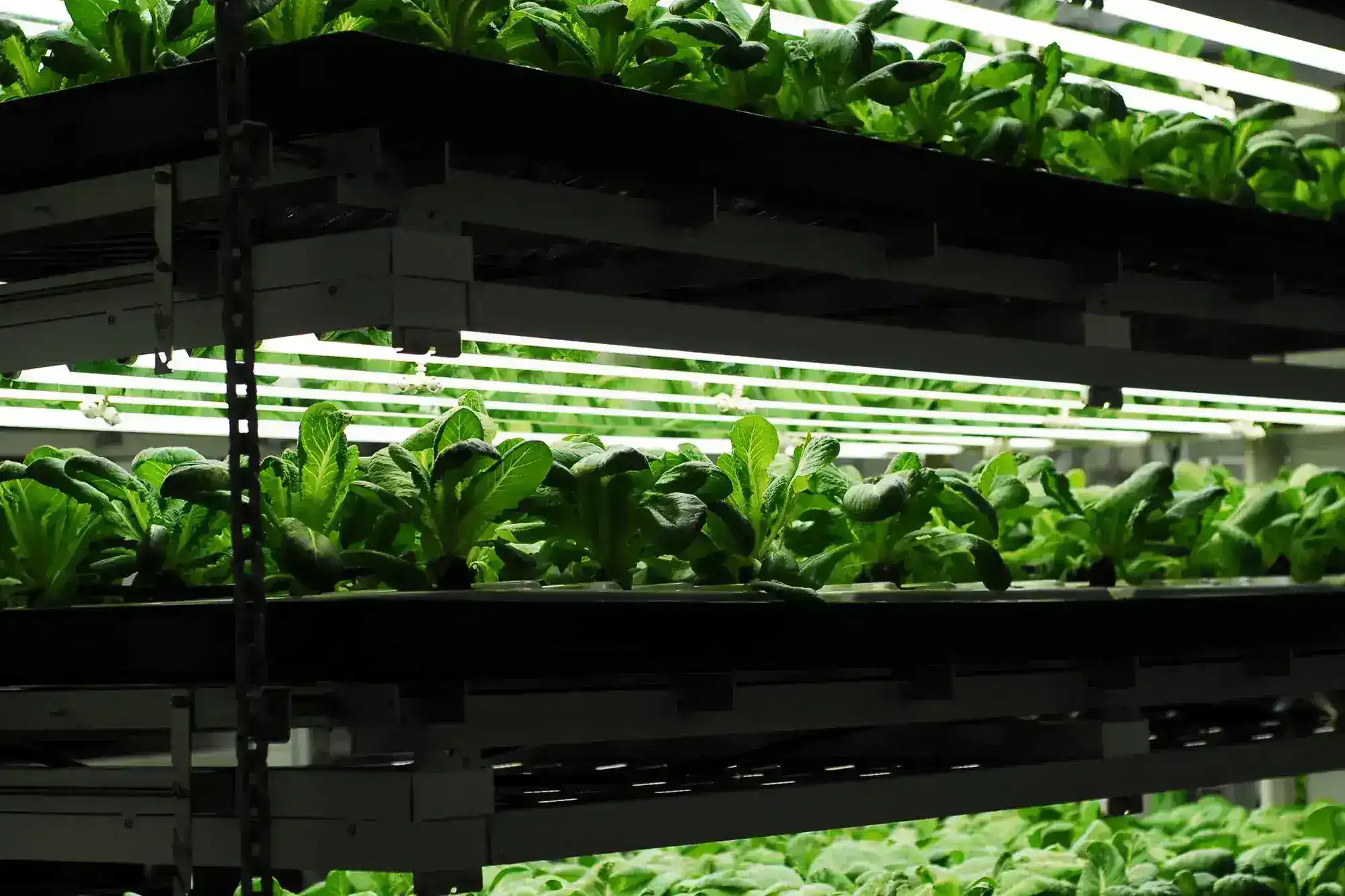 Vertical Farming: Pertanian Vertikal di Perkotaan