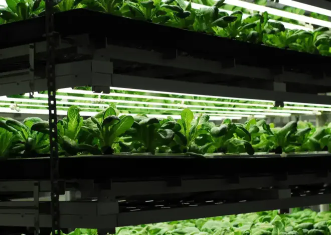 Vertical Farming: Pertanian Vertikal di Perkotaan